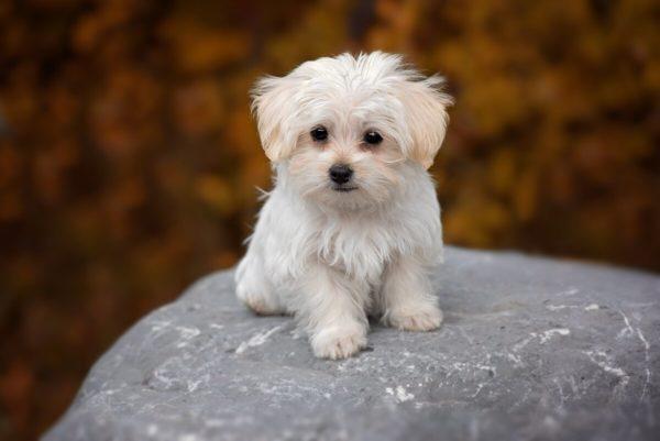 Piccolo cane bianco 