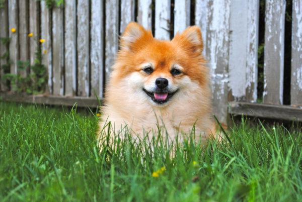 Ho sognato un cagnolino 