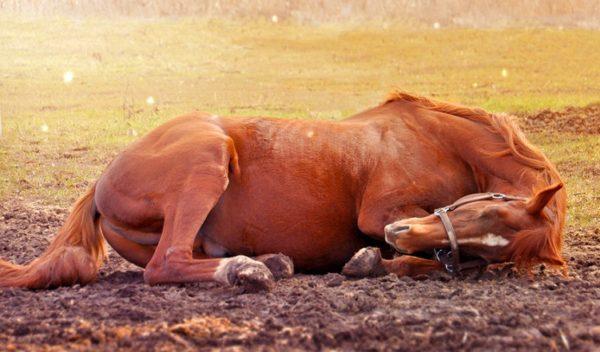 perché un cavallo morto sta sognando 