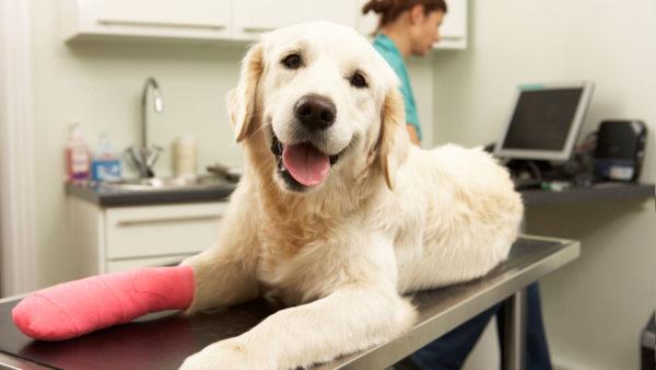 Perché sognare un cane ferito 