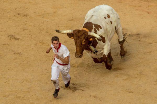 Perché sognare di scappare da un toro 