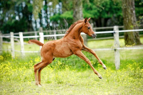 Perché il puledro sta sognando 