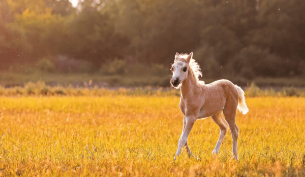 L'immagine di un puledro in un sogno 