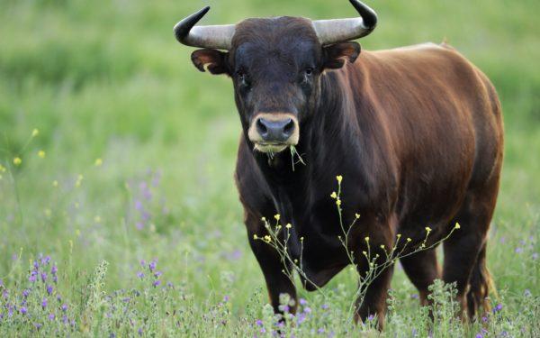 Perché il toro sta sognando 