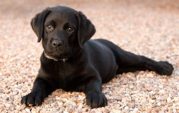 Perché un cucciolo nero sta sognando 