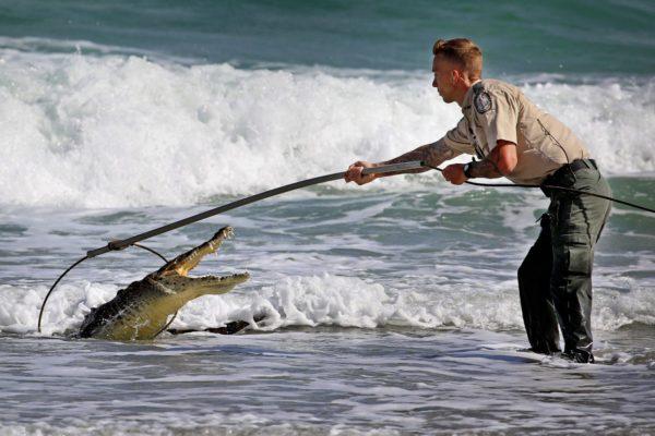 Perché sognare di catturare un coccodrillo 