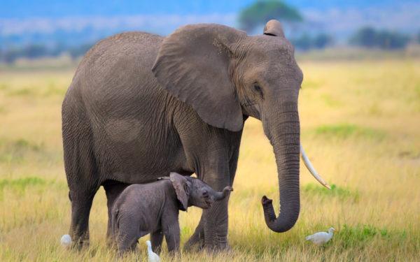 L'elefantino ha sognato con la mamma 