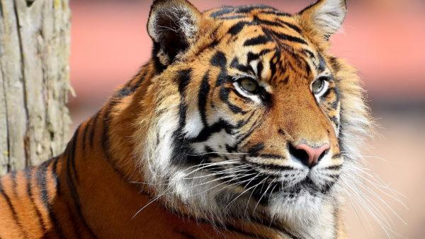 Perché la tigre sta sognando 