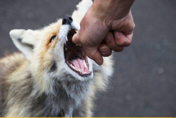 Perché sognare un morso di volpe 