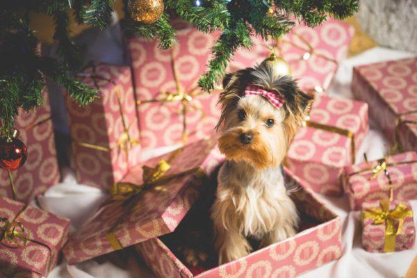 L'interpretazione dei sogni ha dato un cane 