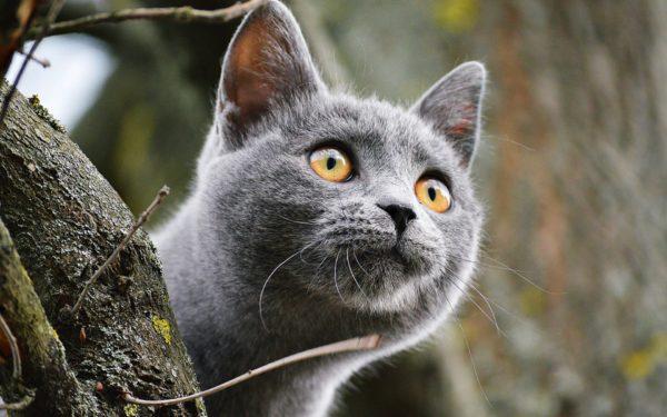 Perché sognare un gatto grigio grande o piccolo 