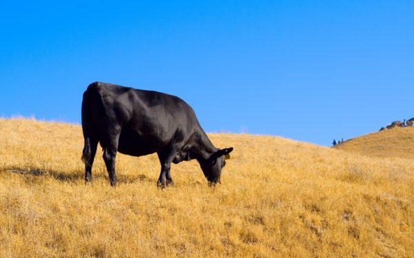 Perché la mucca nera sta sognando 