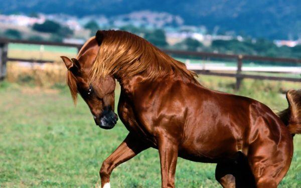 Cavallo marrone 