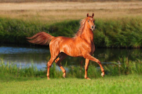 Perché un cavallo marrone sogna 