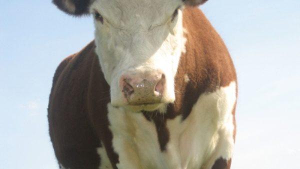 Qual è il sogno di una mucca che fa il culo 