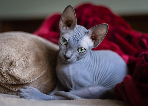 Gatto Sphynx 