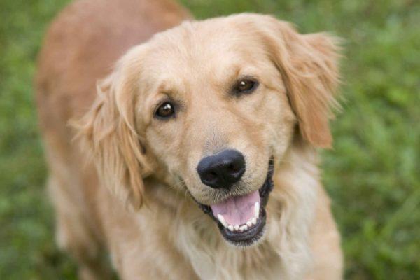 Perché un cane sogna in un sogno per una donna  