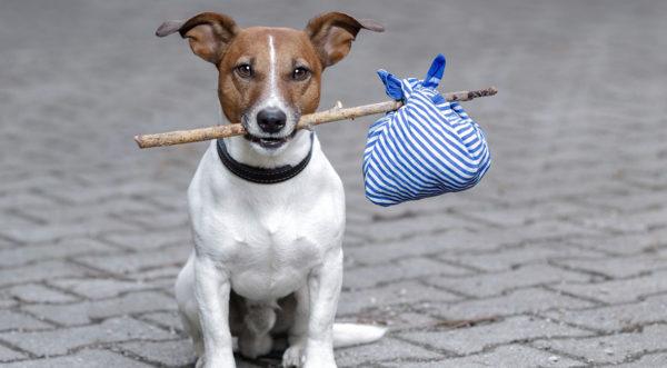 Interpretazione del sogno per perdere un cane 