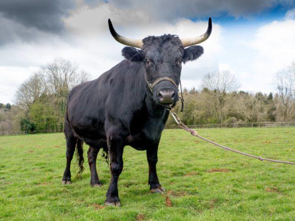 Perché il toro nero sta sognando 