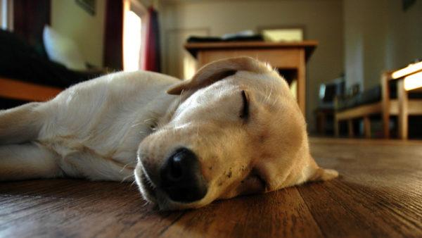 Perché sognare la morte del tuo cane o di qualcun altro 