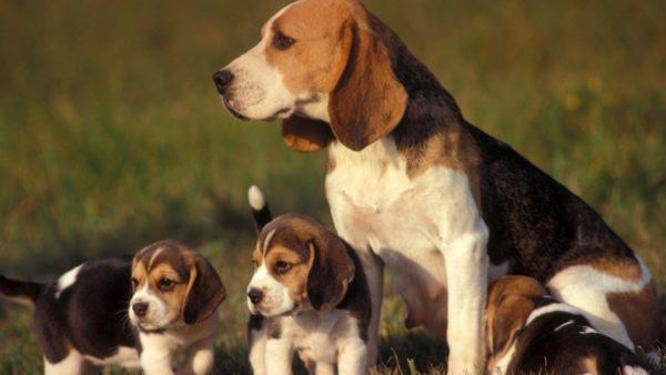  Perché sognare un cane con cuccioli 