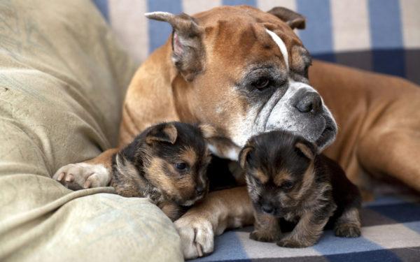 Cane con cuccioli 