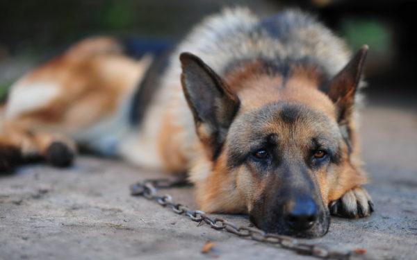 Perché sognare il tuo cane o quello di qualcun altro su una catena 