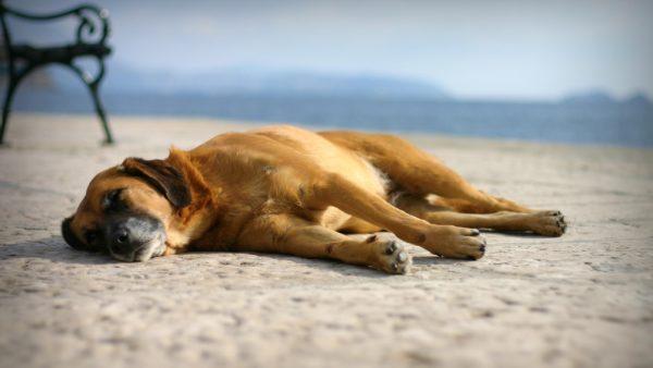 Perché sognare di uccidere un cane 