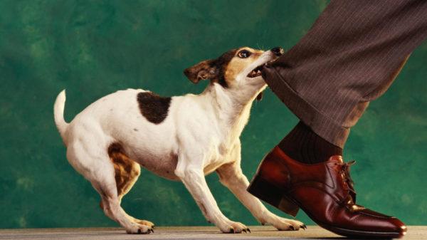 Il cane morde la gamba 
