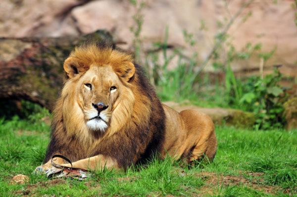 Perché il leone sta sognando 