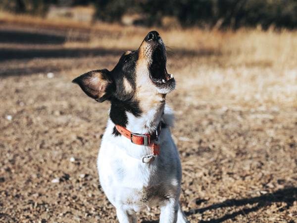 perché il cane ulula ai vicini 