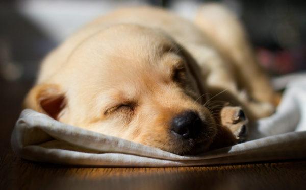 Perché donne e uomini sognano un cane morto 