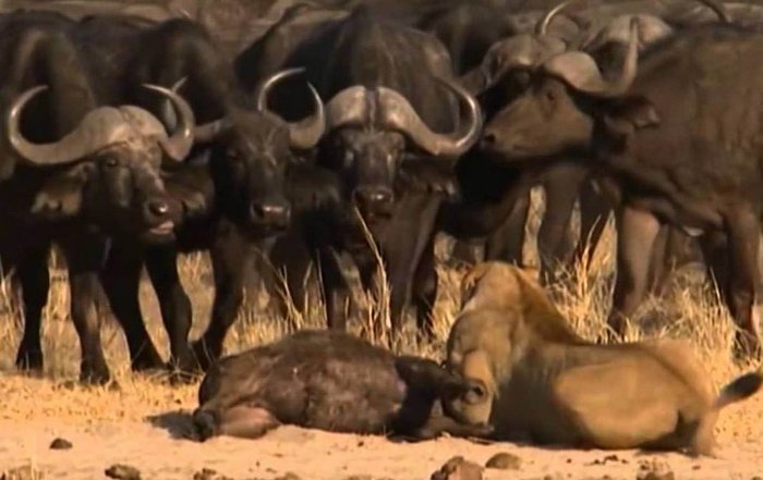 Come autore della voce fuori campo di un video sugli animali, lo ha reso un thriller pieno di azione.