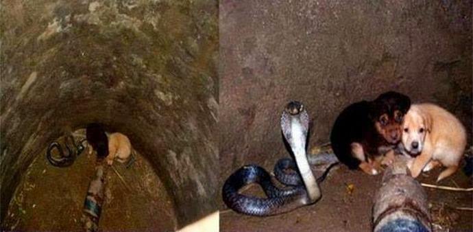 Come il cobra ha salvato i cuccioli e i cuccioli hanno salvato il cobra