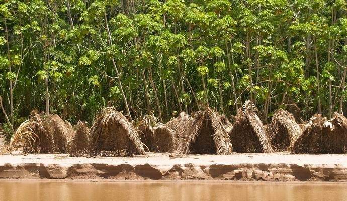 Come salvare la foresta pluviale amazzonica dalla deforestazione