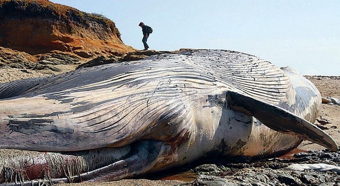 Come è finita la carcassa di una balena gigante in cima a una scogliera?