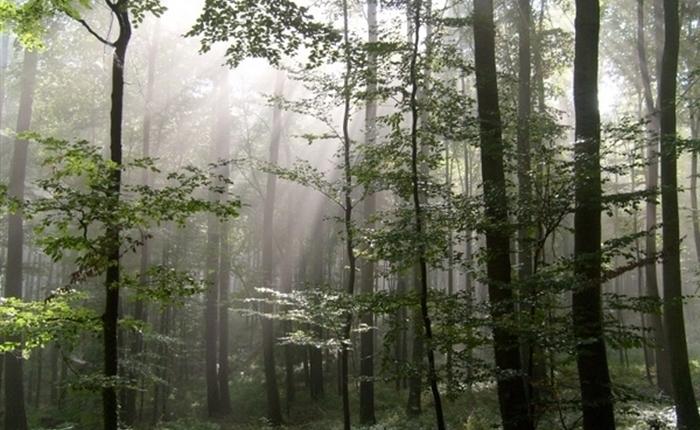 Come nella foresta di Kologrivsky è stato catturato un pupazzo di neve