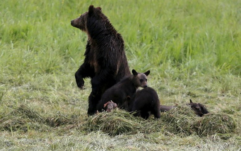 Come la legge sulla protezione degli animali ha trasformato gli orsacchiotti in