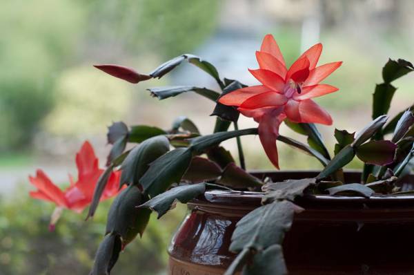 fiore Decembrist posso tenere a casa 