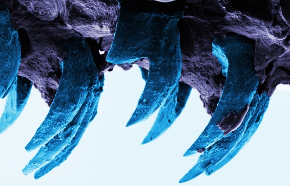 Quale materiale è il più durevole sulla Terra, gli scienziati hanno scoperto