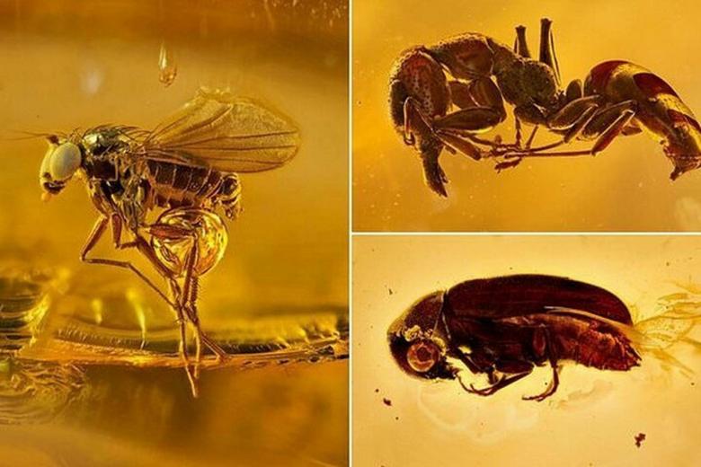 Kaliningrad Amber Museum prevede di creare un laboratorio per lo studio degli insetti antichi