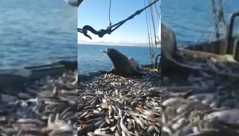 I pescatori della Kamchatka hanno affrontato un leone marino sorprendentemente impudente e goloso