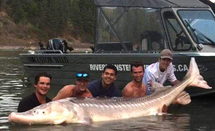 I canadesi hanno catturato il mitico storione dei mostri
