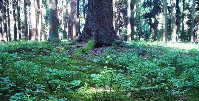 Il canadese si è imbattuto nella foresta