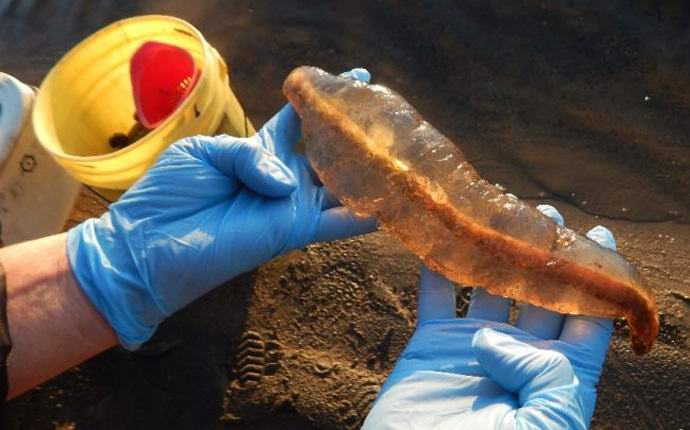 Una coppia canadese ha catturato una misteriosa creatura nel lago