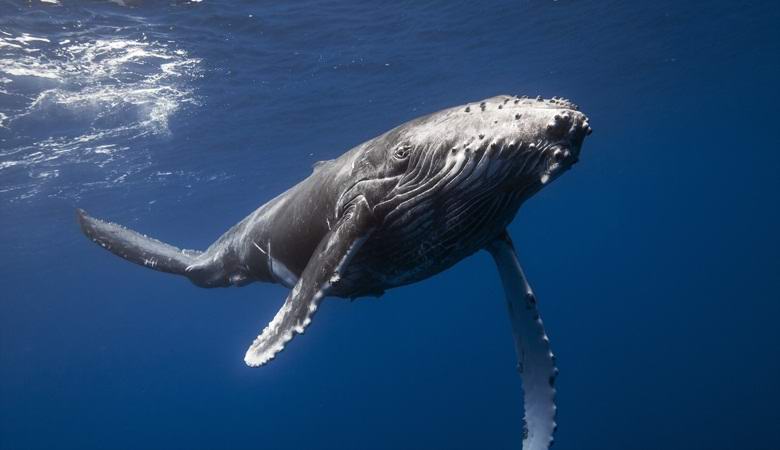 Le balene e i delfini non possono bere acqua salata, ma cosa bevono?