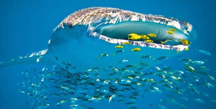 Lo squalo balena è diventato la stella di Internet, banchettando sulla rete da pesca.