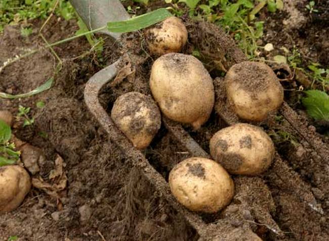 Alcuni segreti delle patate normali per noi