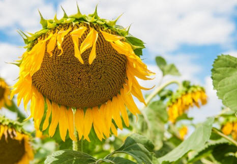 Girasole. Foto da pbf-kolos.com.ua