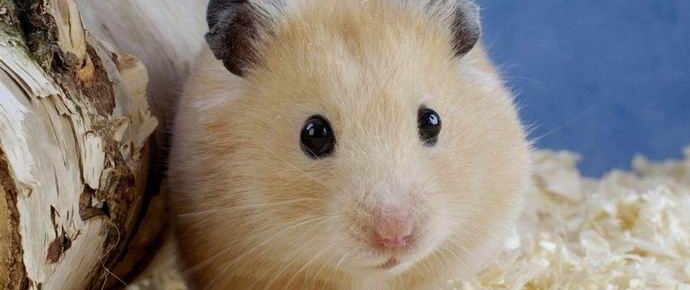 L'insegnante coreana ha mangiato un criceto davanti ai bambini